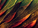 Elements Willow — manufacturer product image